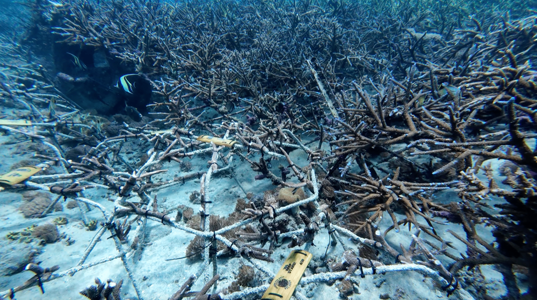 Reef Stars colonisées par des coraux Acropora à Padang Bai