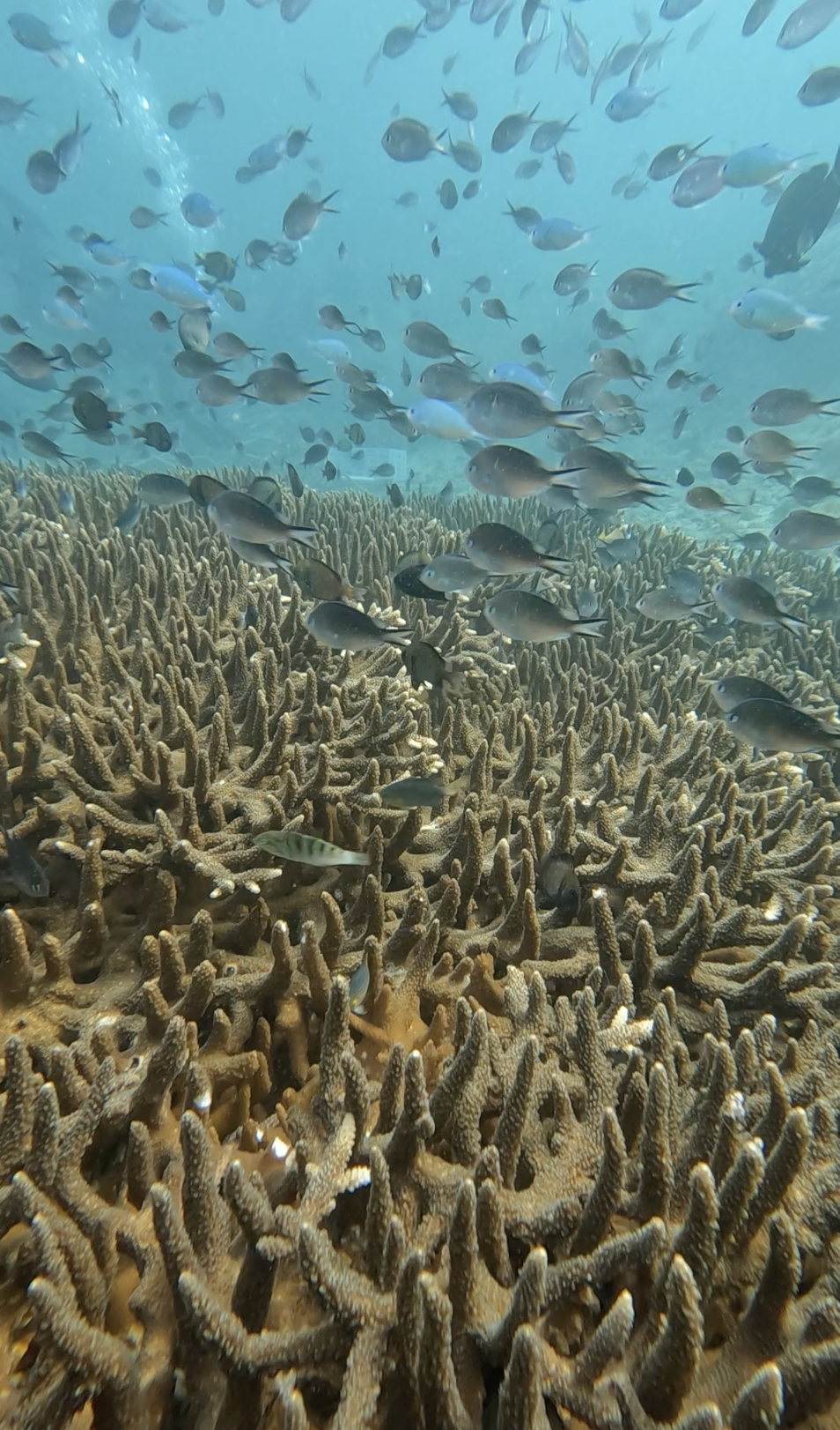 Banc de poissons au-dessus d'un récif de coraux Acropora à Padang Bai