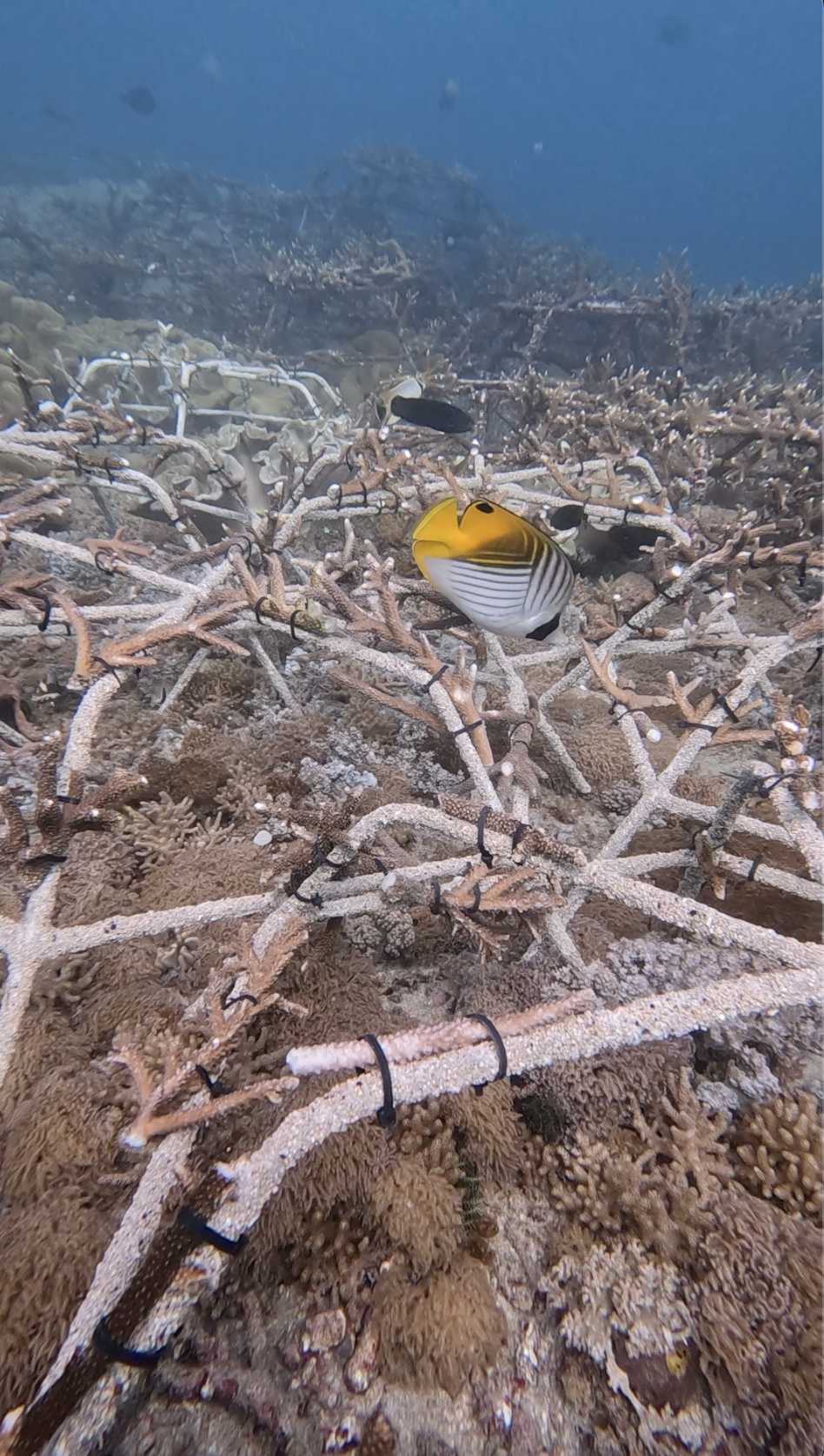 Plongeur installant une nouvelle structure Reef Star sur le fond marin à Padang Bai