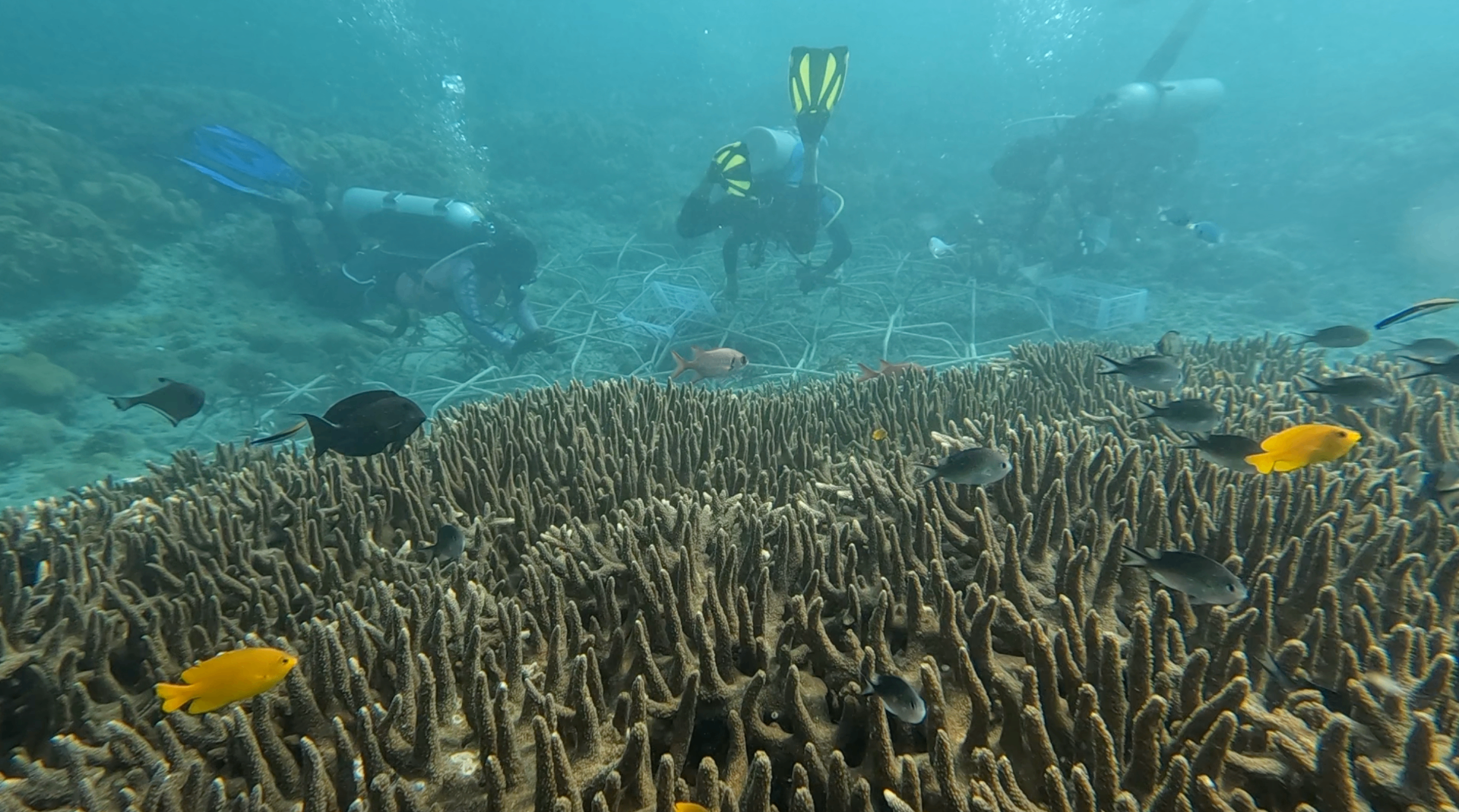 Plongeurs travaillant sur les structures Reef Stars au-dessus d'un récif de coraux Acropora