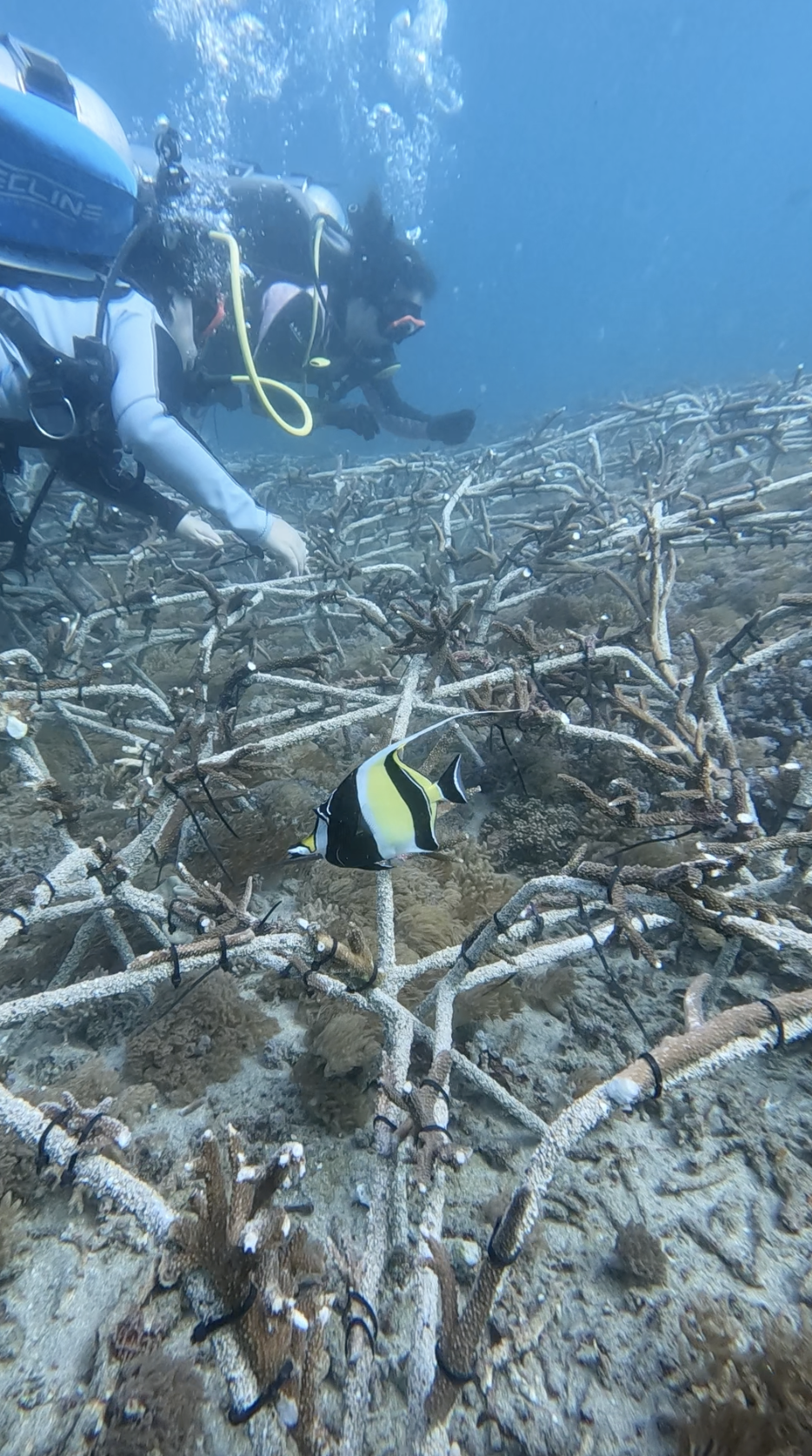 Idole des Maures nageant au-dessus d'un champ de Reef Stars colonisées avec un plongeur en arrière-plan