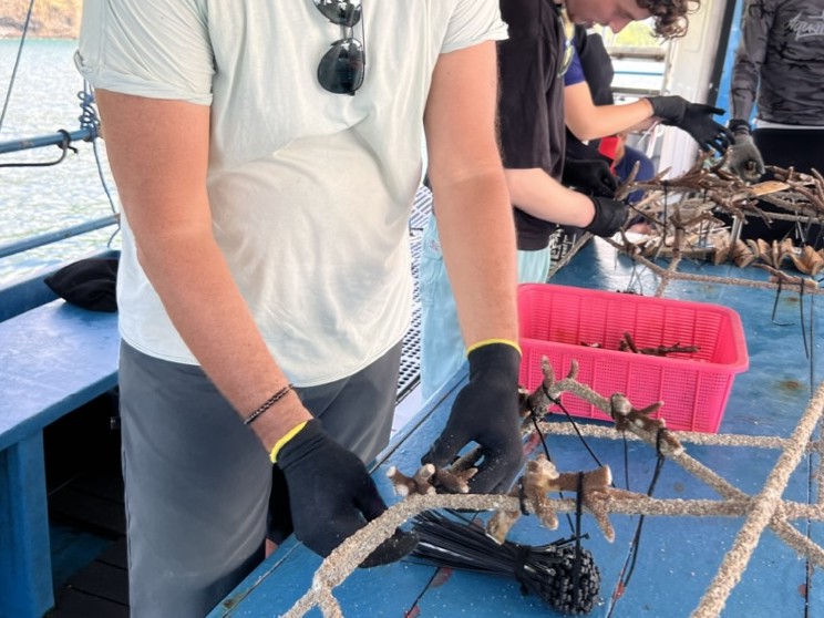 Préparation des fragments de corail à attacher