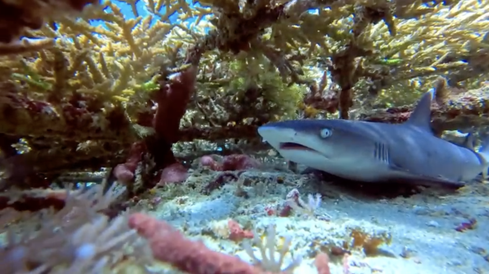 Petit requin de récif nageant sous les coraux à Padang Bai