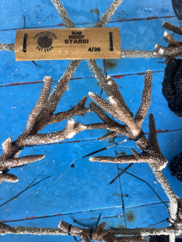 Fragments de corail Acropora attachés à une Reef Star